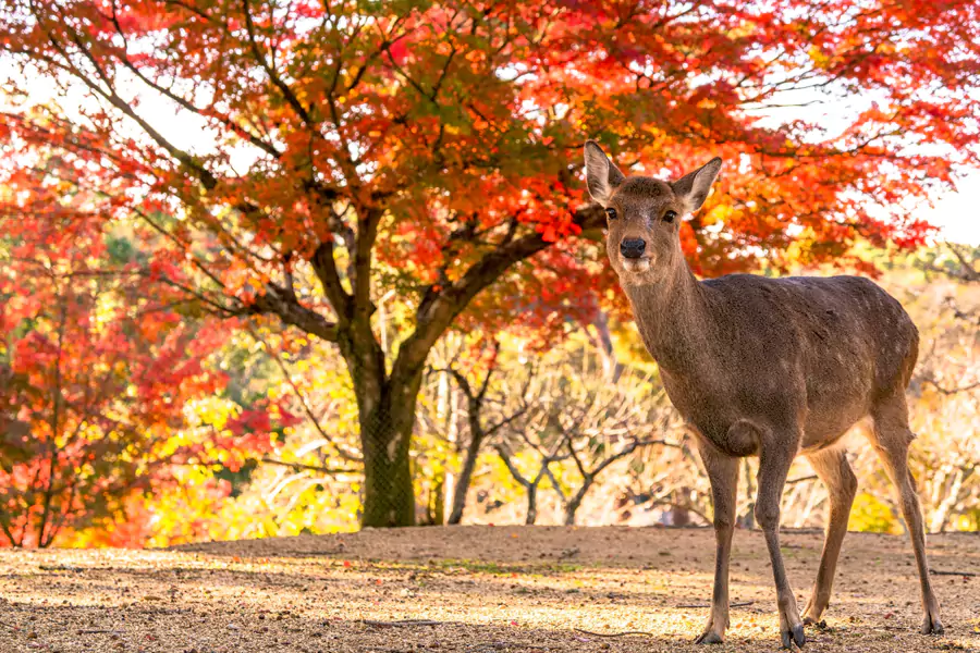 奈良公園