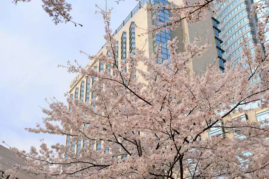 日本東京君悅酒店