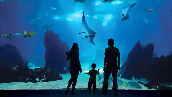 新加坡海洋生態館:在聖淘沙邂逅亞洲最大的熱帶水族館 新加坡海洋生態館:在聖淘沙邂逅亞洲最大的熱帶水族館