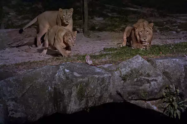 新加坡夜间野生动物园,踏上东站小径 新加坡夜间野生动物园,踏上东站小径
