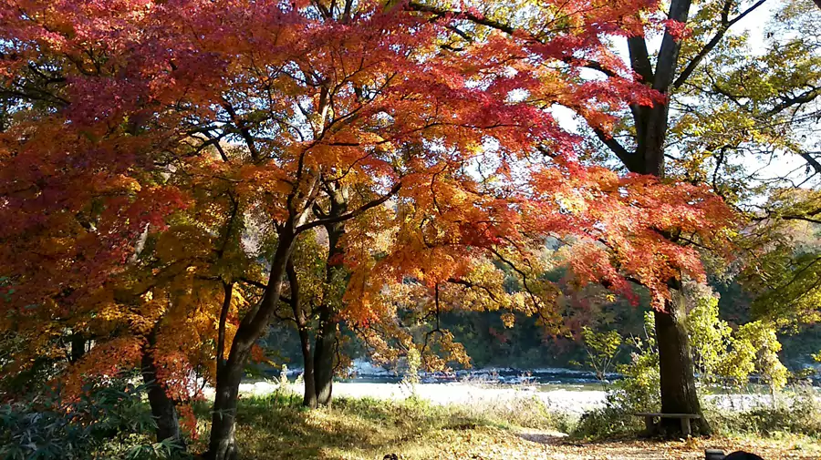月之石紅葉公園 (月の石もみじ公園-秋季可去) 月之石紅葉公園 (月の石もみじ公園-秋季可去)