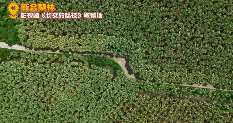 新會・南坦葵林 新會・南坦葵林
