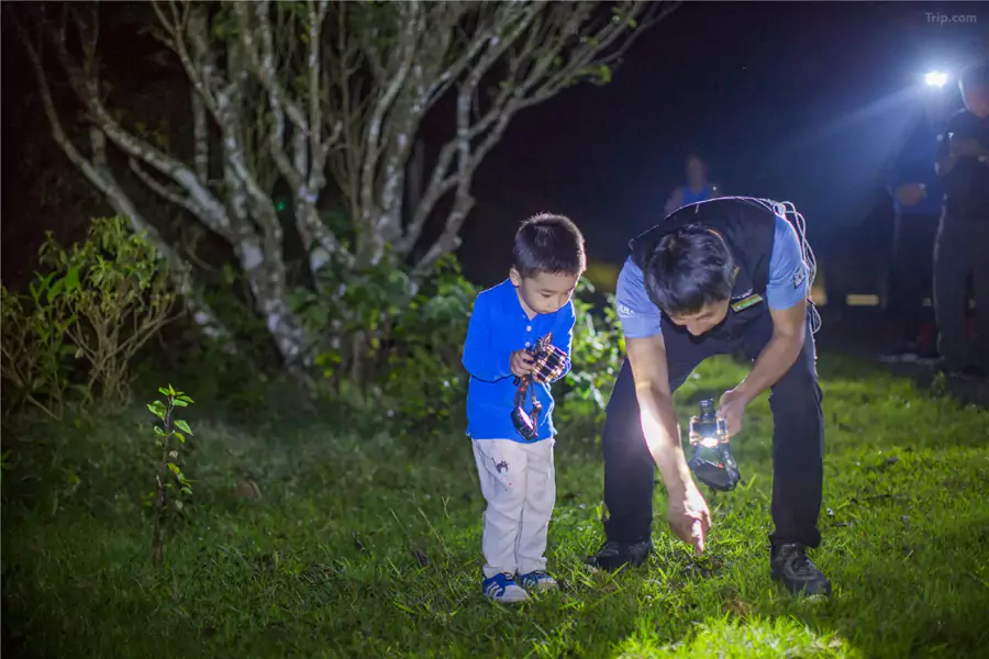 等到夜幕降臨,跟著森林體驗師走進 “螢火蟲之森” 是必選項 等到夜幕降臨,跟著森林體驗師走進 “螢火蟲之森” 是必選項