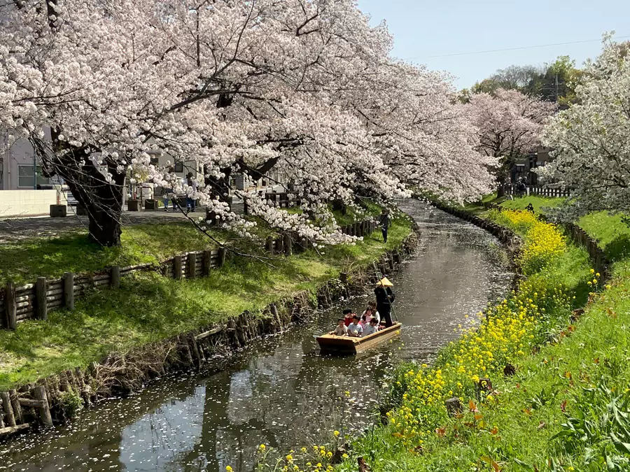 新河岸川(櫻花季) 新河岸川(櫻花季)