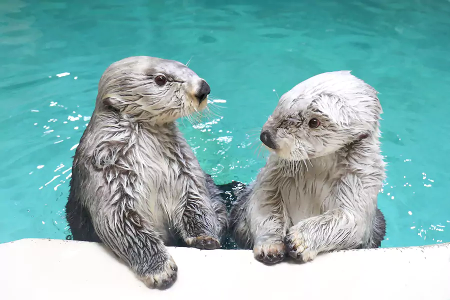 鸟羽水族馆2