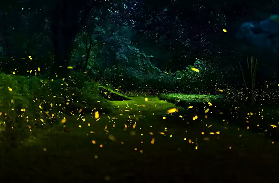 雲南西雙版納熱帶植物園 - 雨林與星螢的浪漫露營