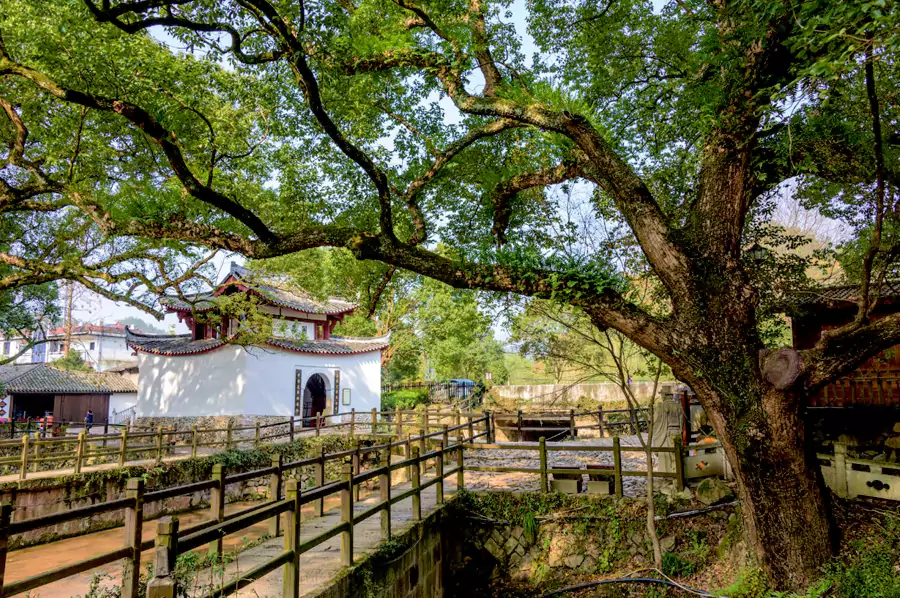 守护村落的千年香樟树 守护村落的千年香樟树