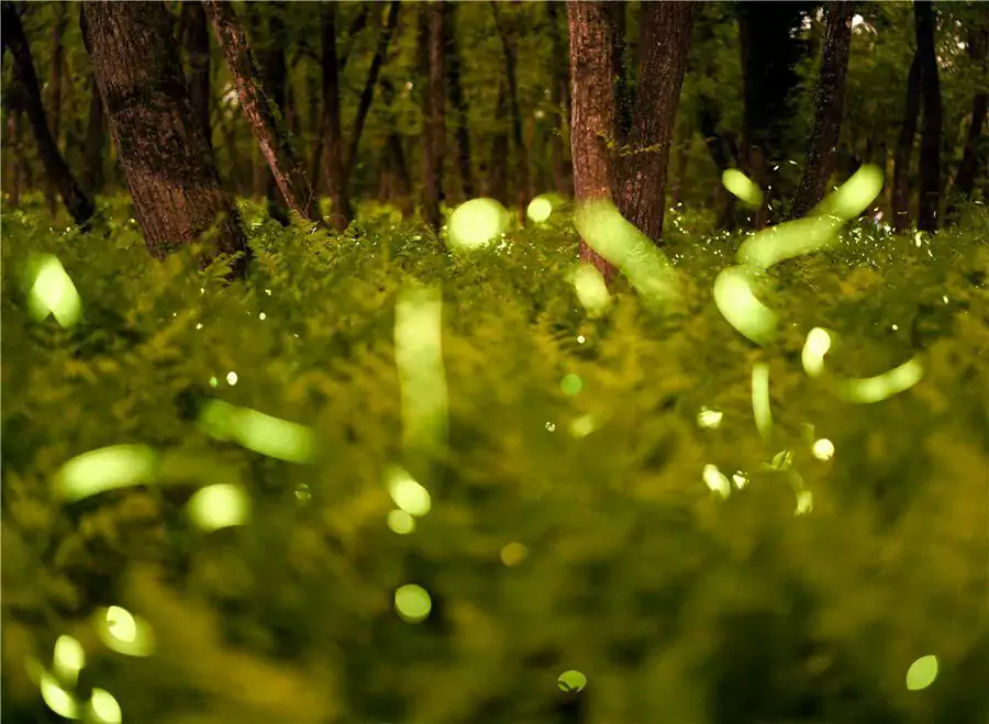 九龙国家湿地公园 九龙国家湿地公园