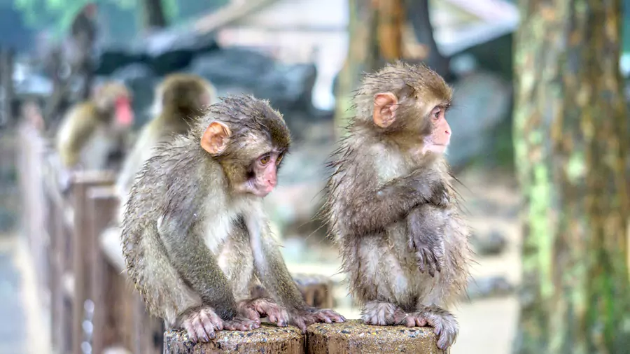 高崎山自然動物園 高崎山自然動物園