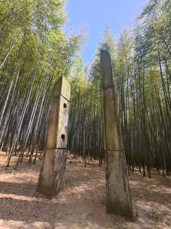 机张九山竹林