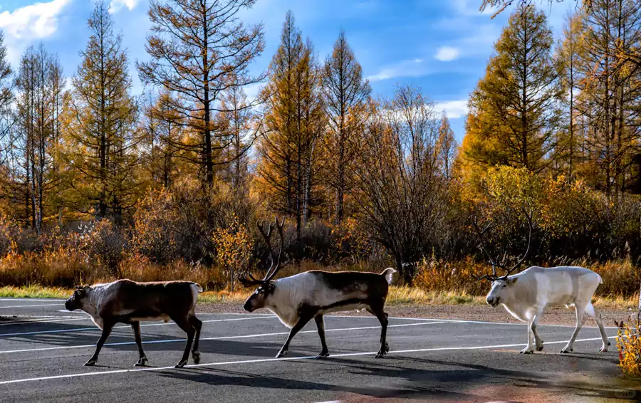 如果运气好,还能碰到驯鹿穿越公路 如果运气好,还能碰到驯鹿穿越公路