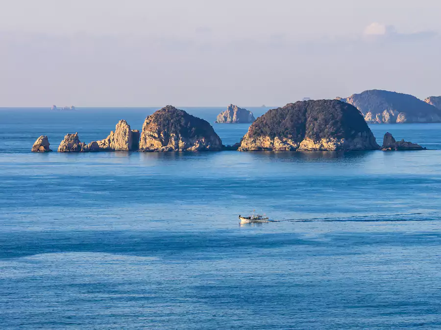 海金刚 海金刚