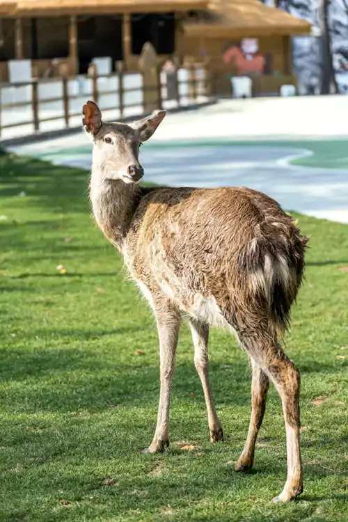 BOBO 萌寵樂園 Bobo 萌寵樂園