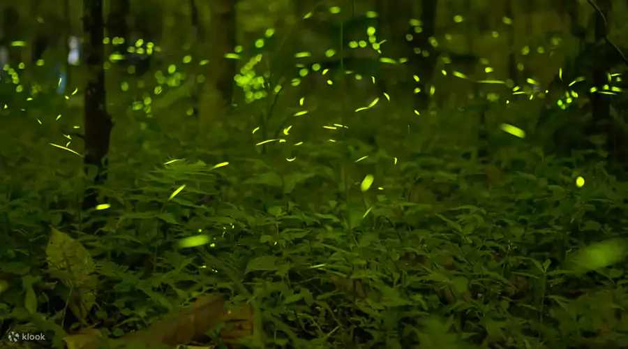 天黑後開啟螢火蟲之旅 天黑後開啟螢火蟲之旅