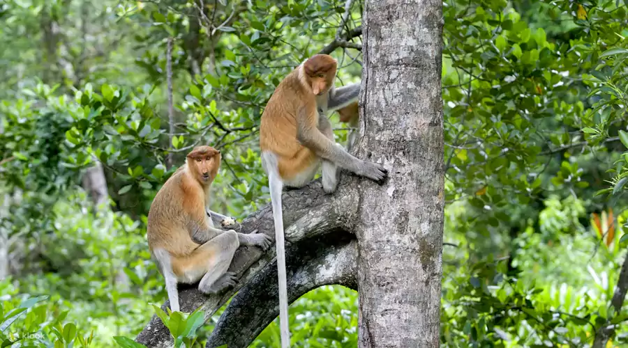 威士頓紅樹林 威士頓紅樹林