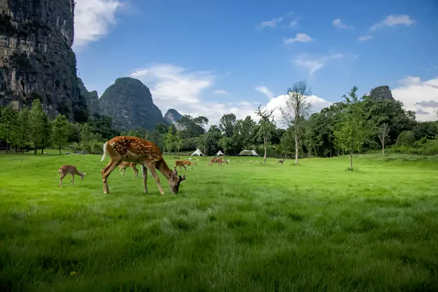 和梅花鹿打個招呼,看山峰倒映在泳池裡 和梅花鹿打個招呼,看山峰倒映在泳池裡