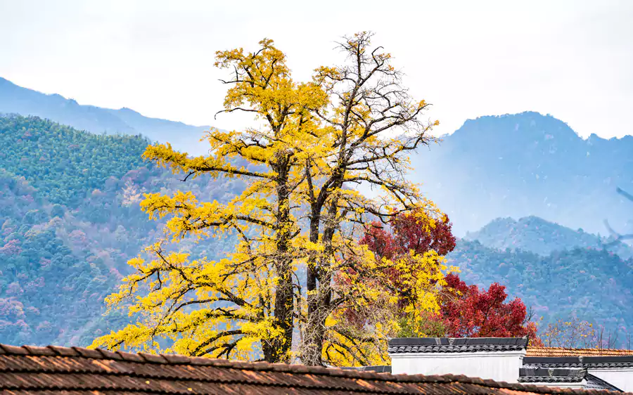 指南村