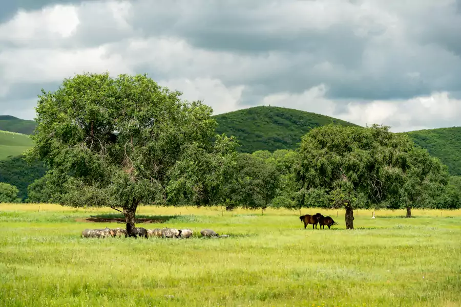 白天的草原是天然的遊樂場