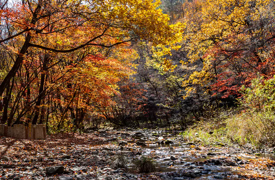 枫之海是园区内的核心打卡点