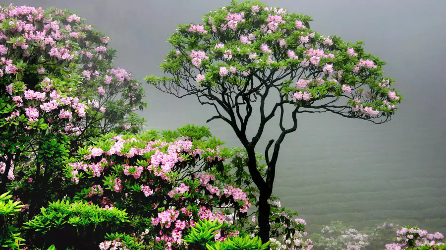 雲錦杜鵑競相綻放 雲錦杜鵑競相綻放