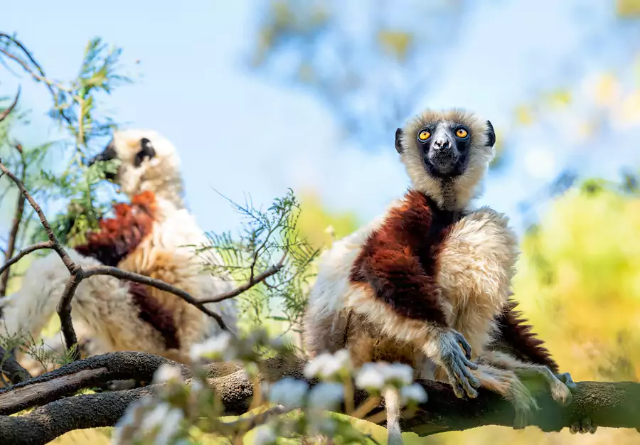 昂达西贝国家森林保护区