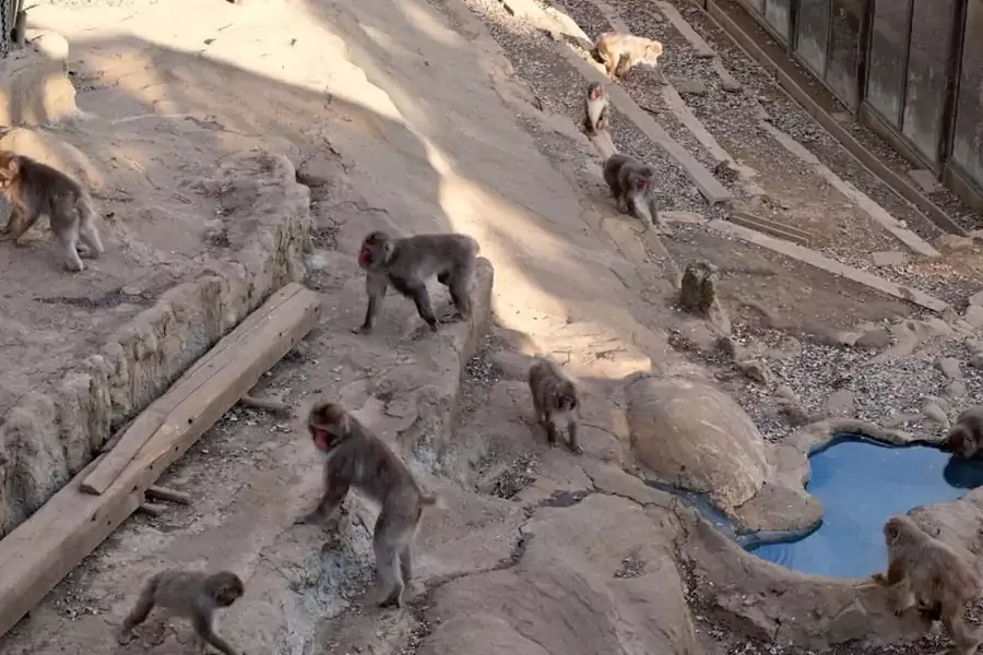 日本猕猴的自然栖息地 —— 猴园