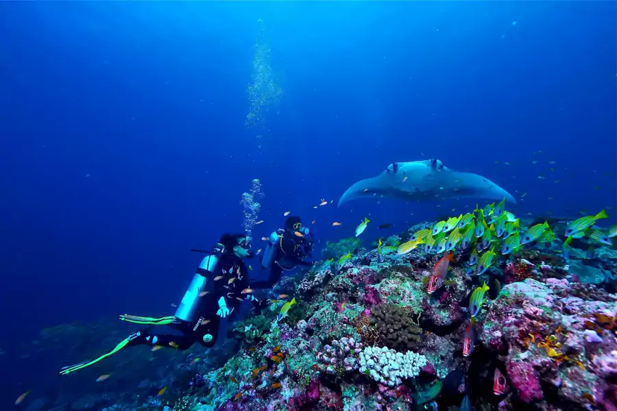 晴朗日子里跟着教练潜入水下,就能探索五彩斑斓的珊瑚礁世界 晴朗日子里跟着教练潜入水下,就能探索五彩斑斓的珊瑚礁世界