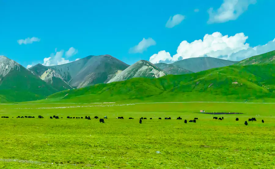 祁連山草原 祁連山草原
