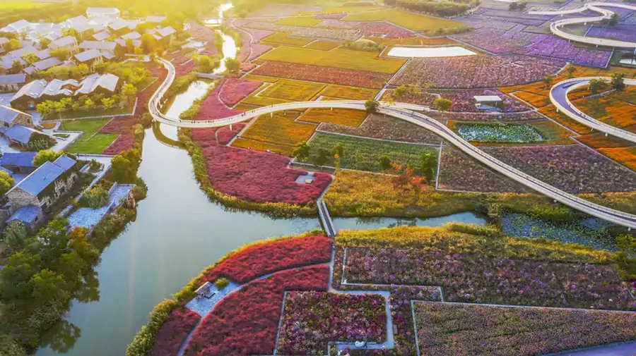 深秋時節,園內的紅葉漫山遍野 深秋時節,園內的紅葉漫山遍野