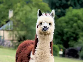 南美洲旅游攻略，南美洲自由行