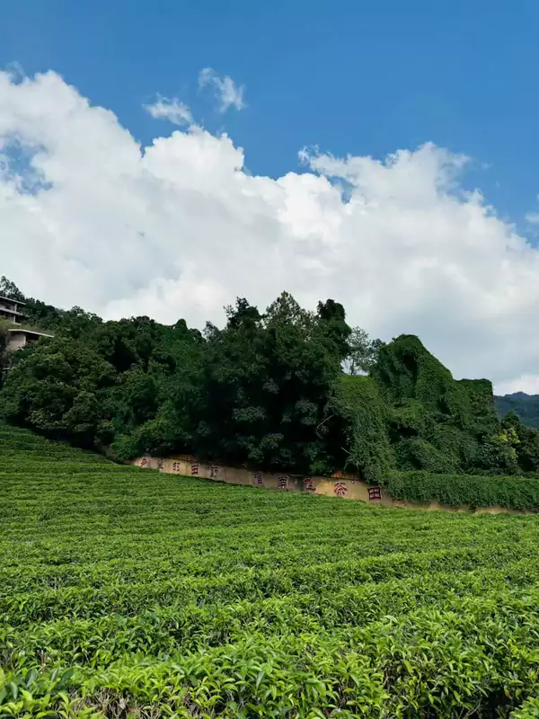 可以化身茶農，親手採摘鮮嫩的茶青