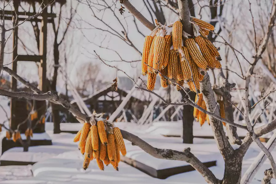 木柵欄上掛著凍紅的海棠和金黃的玉米 木柵欄上掛著凍紅的海棠和金黃的玉米