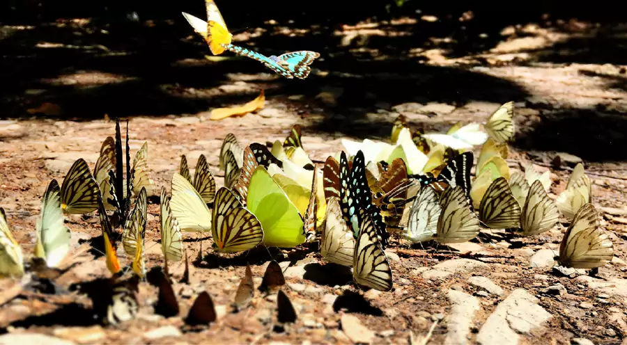 岗卡章国家公园 岗卡章国家公园