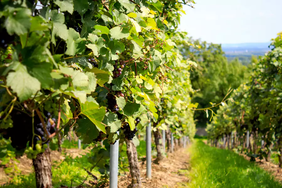 Monsoon Valley Vineyard Monsoon Valley Vineyard