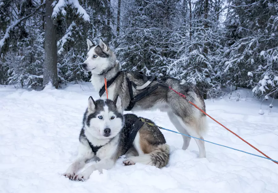 仿佛進入了一個童話王國