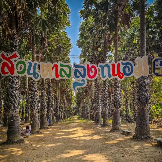 Uncle Tanom Palm Uncle Tanom Palm