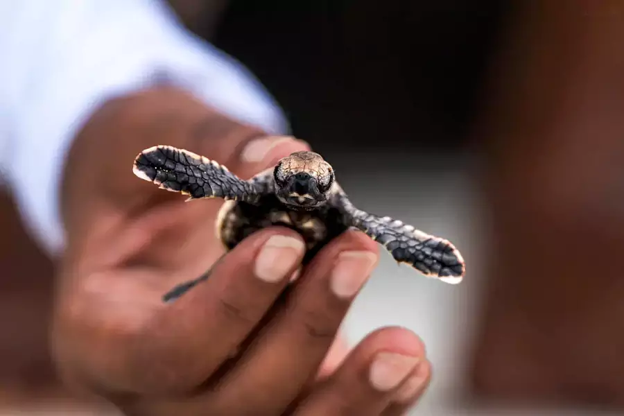酒店坐擁 200 多個海龜巢 酒店坐擁 200 多個海龜巢