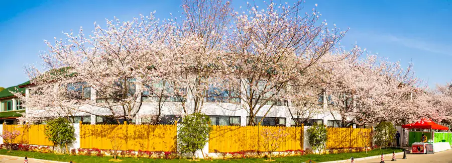 “樱吹雪” 的浪漫景致 “樱吹雪” 的浪漫景致