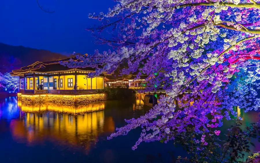 看夜樱在灯光下泛着朦胧光晕 看夜樱在灯光下泛着朦胧光晕